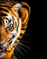 Tiger Wild Side - 10x8 / 20x16