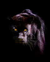 Black Jaguar 2 - 10x8 / 20x16