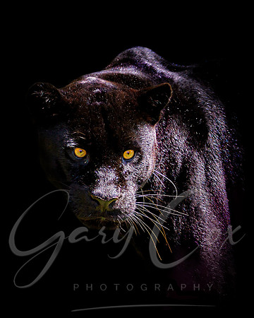 Black Jaguar 2 - 10x8 / 20x16