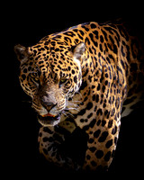 Jaguar - 10x8 / 20x16