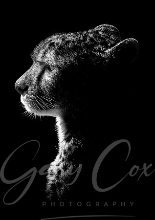 Cheetah Highlights (B&W) - A4/A3