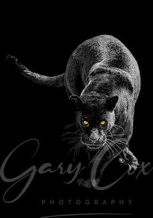 Black Jaguar 1 -A4/A3