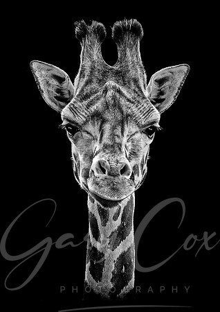 Giraffe Head B&W - A4/A3