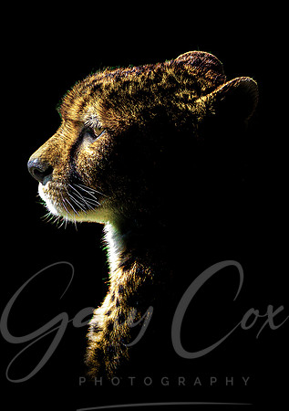 Cheetah Highlights (colour) - A4/A3