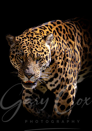 Jaguar 1 -A4/A3