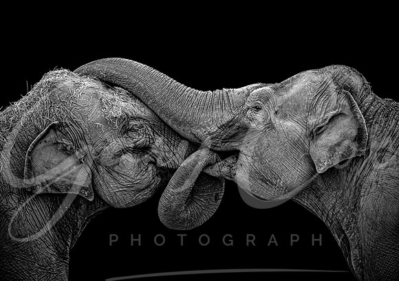 Elephant Embrace 1 B&W -A4/A3