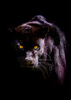 Black Jaguar - A4/A3