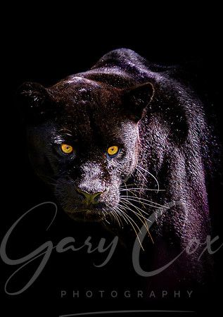 Black Jaguar - A4/A3