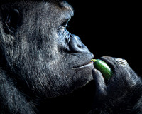 Gorilla Feeding Time  - 10x8 / 20x16