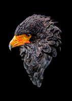 Bateleur Eagle Shape (colour) - A4/A3