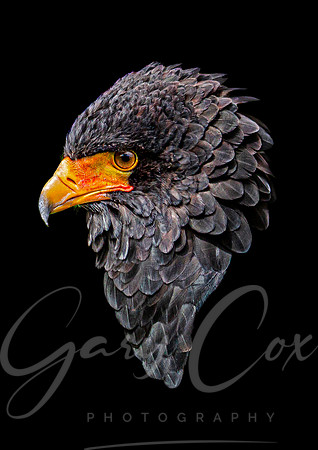 Bateleur Eagle Shape (colour) - A4/A3