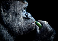 Gorilla Feeding Time - A4/A3