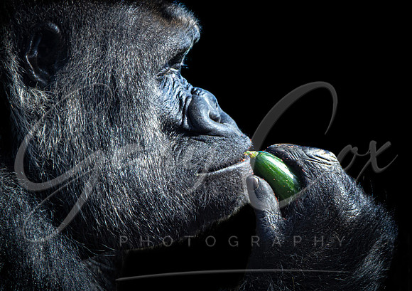 Gorilla Feeding Time - A4/A3
