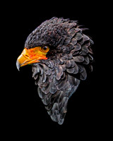 Bateleur Eagle Shape - 10x8 / 20x16
