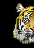Tiger Wild Side (colour) - A4/A3