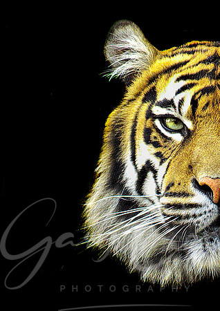 Tiger Wild Side (colour) - A4/A3