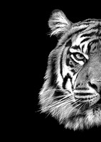 Tiger Wild Side (B&W) - A4/A3