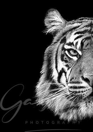 Tiger Wild Side (B&W) - A4/A3