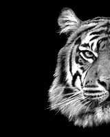 Tiger Wild Side (B&W)  - 10x8 / 20x16