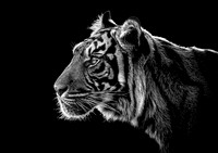 Tiger Profile (B&W) - A4/A3