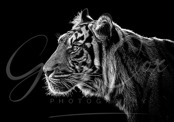 Tiger Profile (B&W) - A4/A3