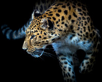 Amur Leopard (colour)  - 10x8 / 20x16