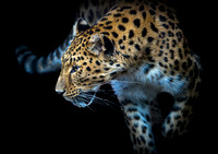 Amur Leopard (colour) - A4/A3