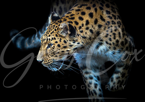 Amur Leopard (colour) - A4/A3