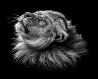 Lion Mane Shake (B&W)  - 10x8 / 20x16