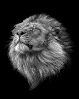 Zen Lion - 10x8 / 20x16