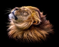 Lion Mane Shake (colour)  - 10x8 / 20x16