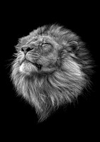 Born to be King (B&W) - A4/A3