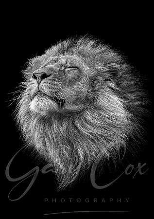 Born to be King (B&W) - A4/A3