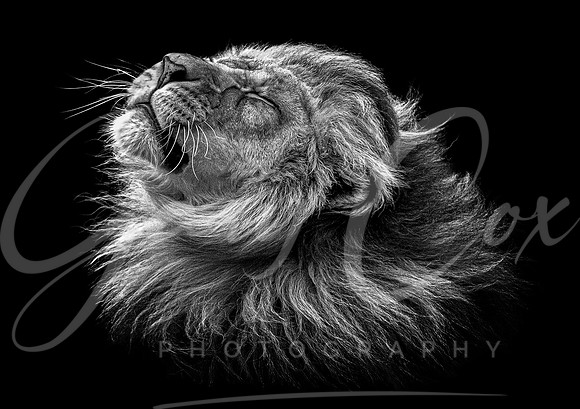 Lion Mane Shake (B&W) - A4/A3