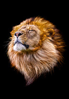 Zen Lion 1 -A4/A3