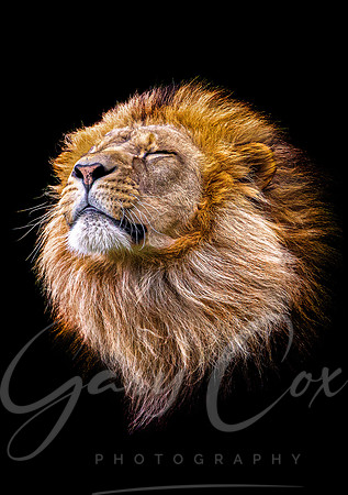 Zen Lion 1 -A4/A3