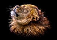 Lion Mane Shake (colour) - A4/A3