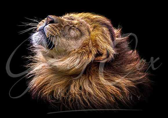 Lion Mane Shake (colour) - A4/A3