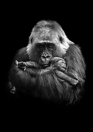 Baby Gorilla-28 Paper