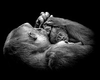 Baby Gorilla 21 B&W 5-4