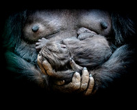 Baby Gorilla 34 5-4