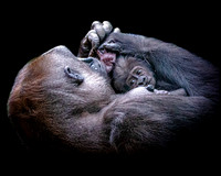 Baby Gorilla 21 5-4