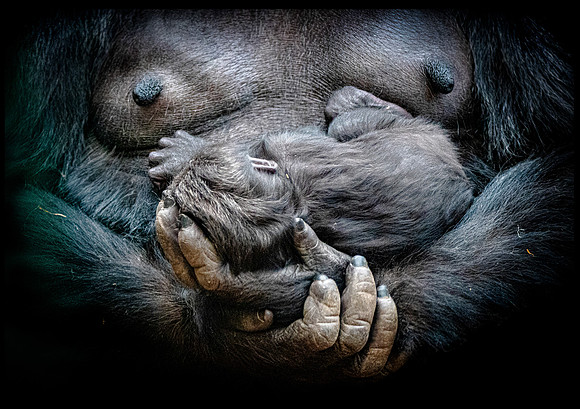 Baby Gorilla 34 Paper