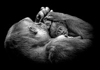 Baby Gorilla 21 B&W Paper