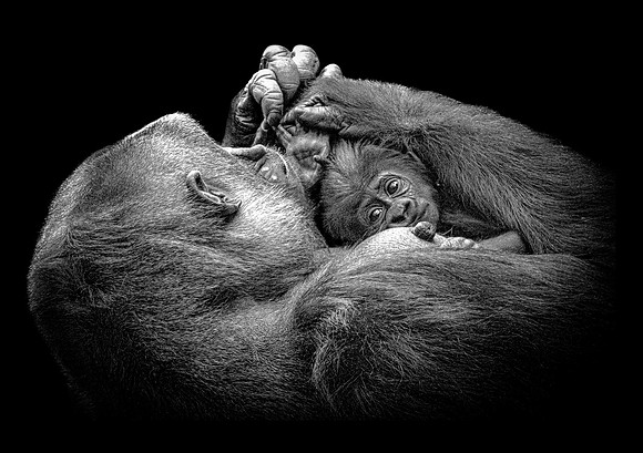 Baby Gorilla 21 B&W Paper