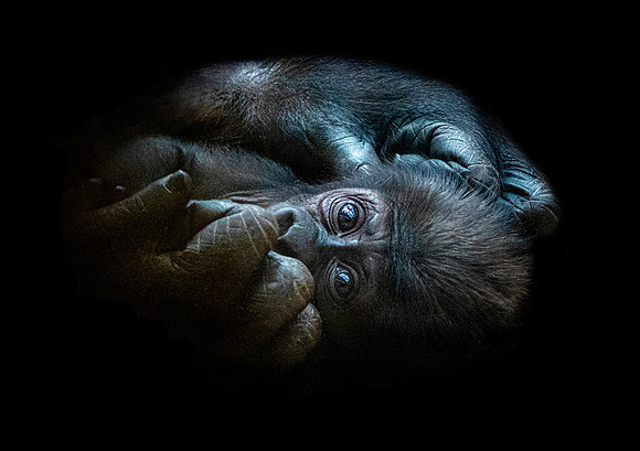Baby Gorilla 43 Paper