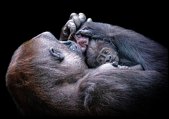 Baby Gorilla 21 Paper