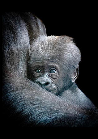 Baby Gorilla-36 Paper