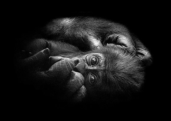 Baby Gorilla 43 B&W Paper