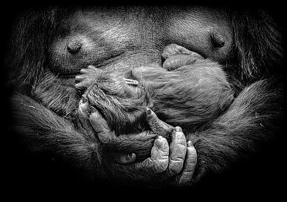 Baby Gorilla 34 B&W Paper